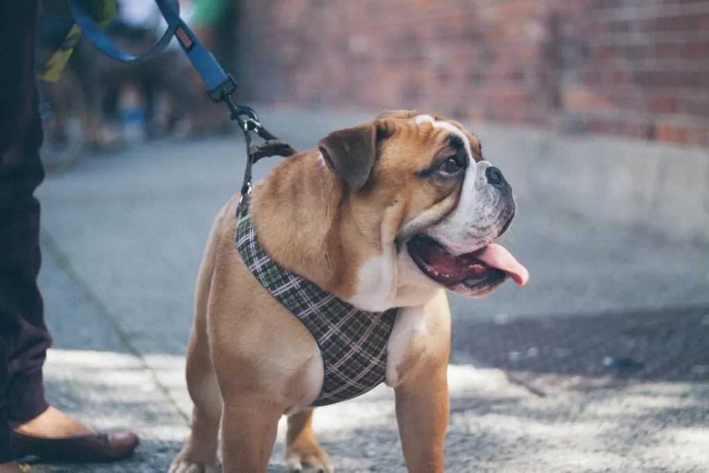 Bulldog pulling on leash