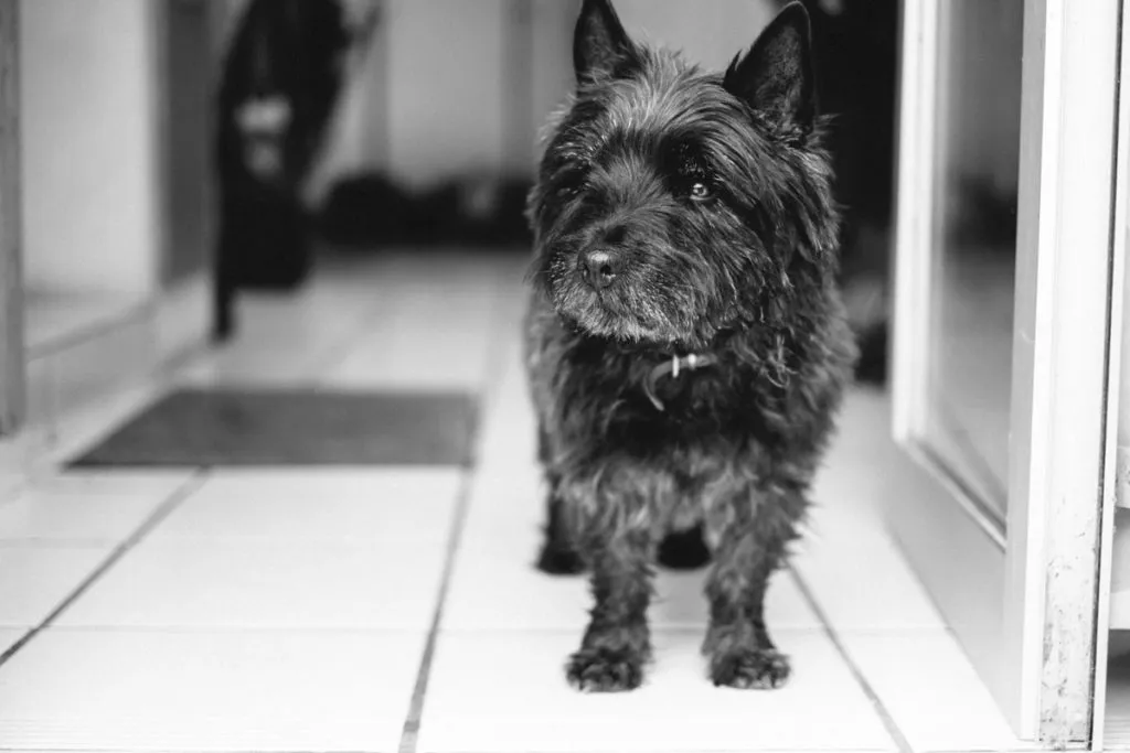 Cairn Terrier Portrait