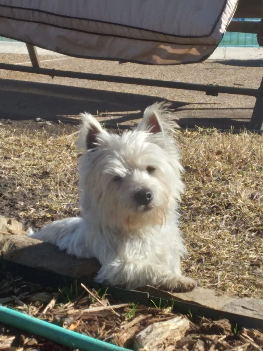 Cala outdoors, looking playful