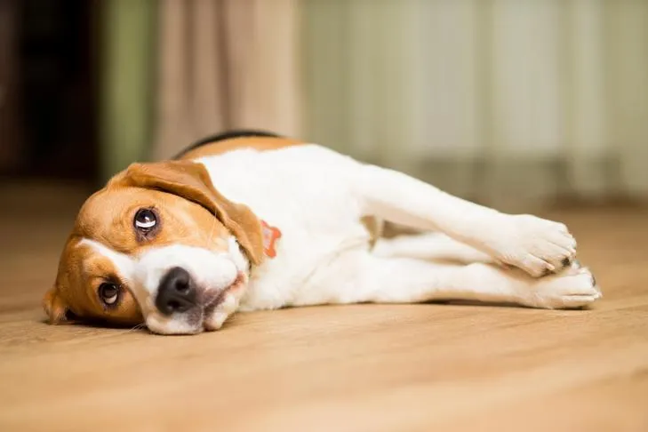 Calm Beagle dog relaxing peacefully on a wooden floor, embodying tranquility from effective calming treats.