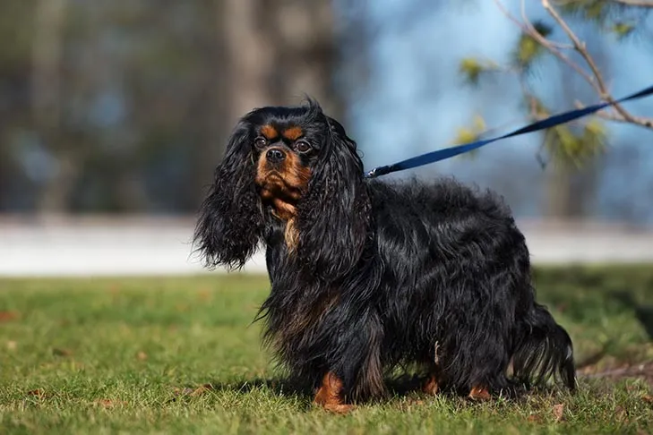 Calm Cavalier King Charles Spaniel enjoying a relaxed walk on a lead in a park setting.