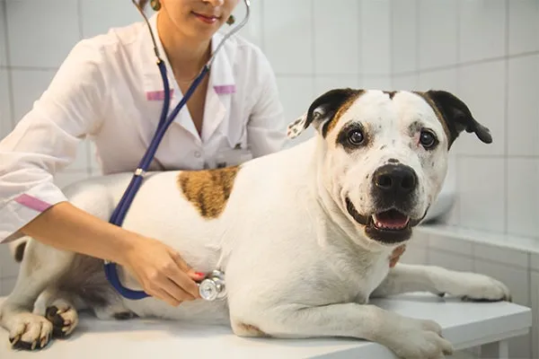 cat at veterinarian, How Much Will a Vet Visit Cost?