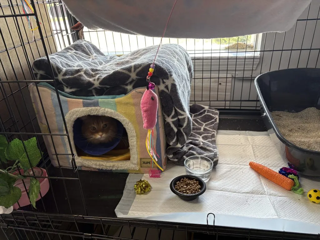 Cat Condo