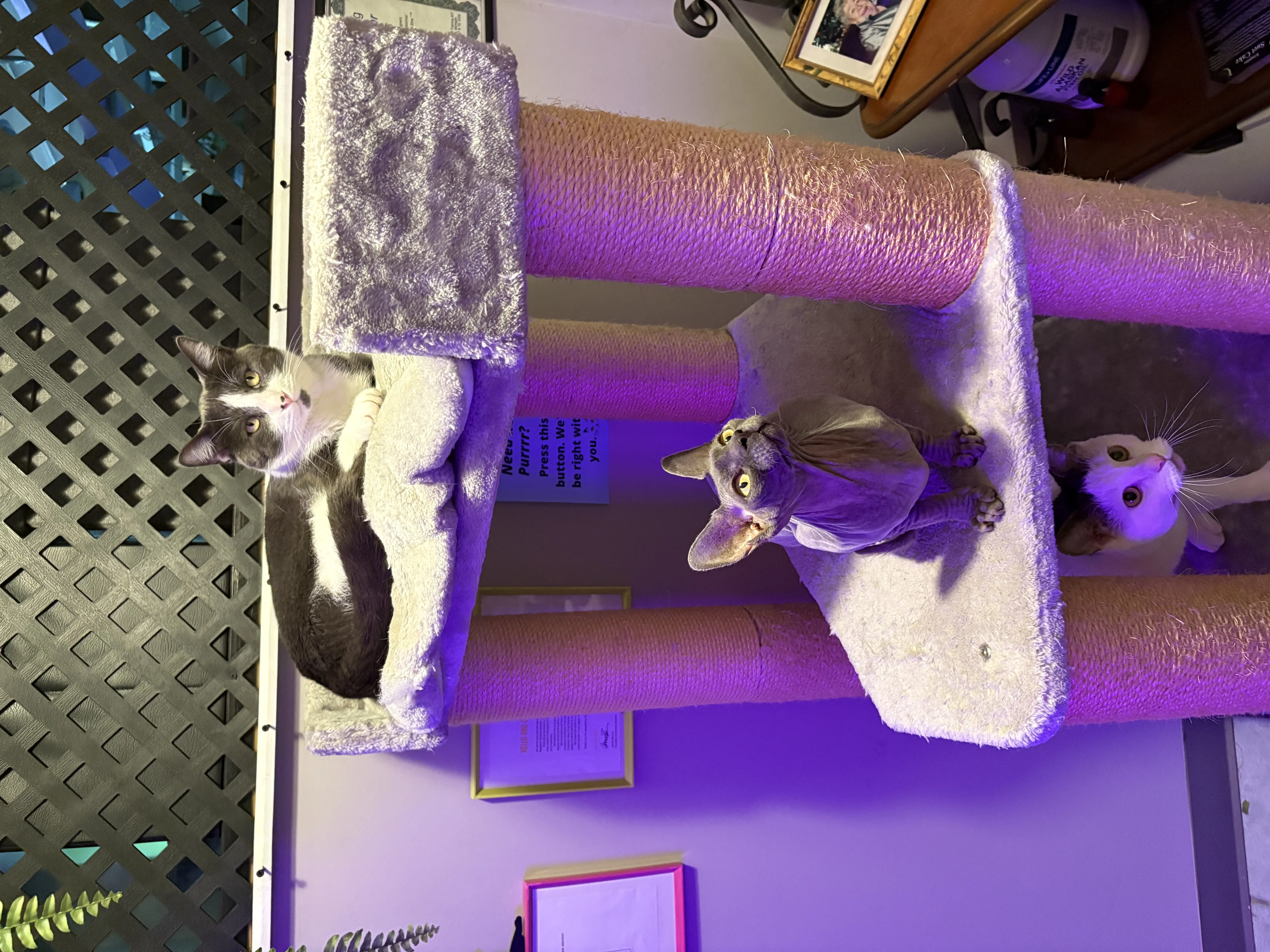 Cats relaxing in a bright, clean group play area with vertical climbing structures.