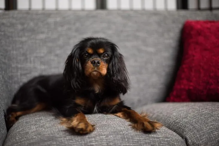 Cavalier King Charles Spaniel dog relaxing on a sofa, looking at a small bowl, contemplating safe snacks.