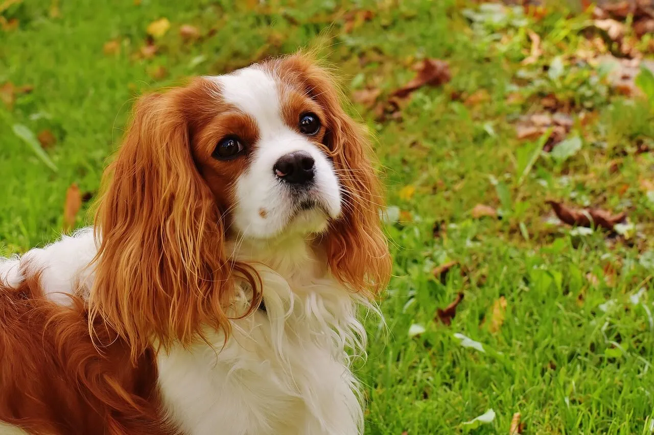 Cavalier King Charles Spaniel dog