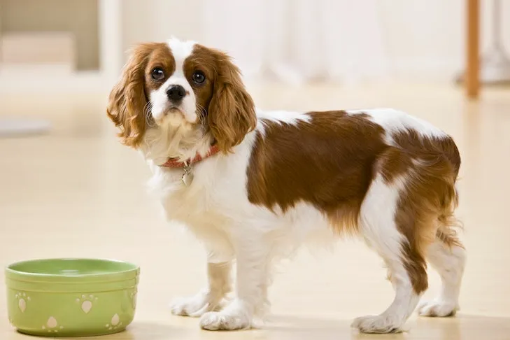 Cavalier King Charles Spaniel puppy standing next to its food bowl, emphasizing diet's role in potty training