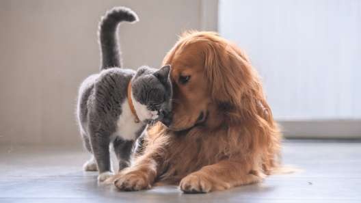 Cavalier King Charles Spaniel with a Golden Retriever