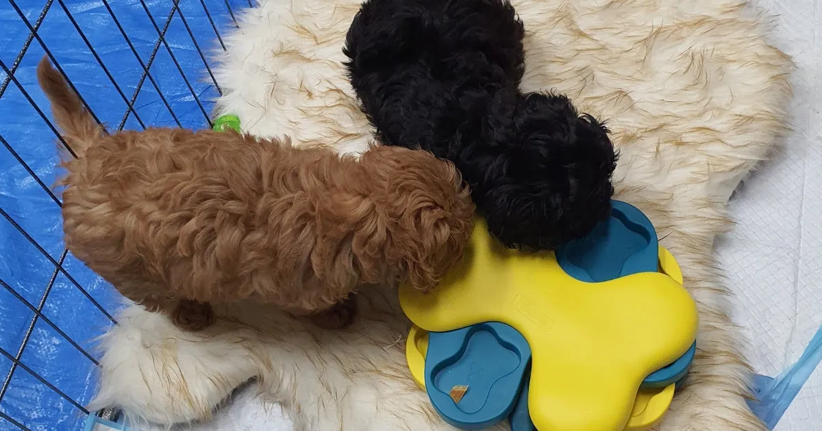 Cavoodle puppies playing with a puzzle toy
