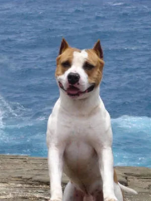 Champion American Staffordshire Terrier Geronimo posing