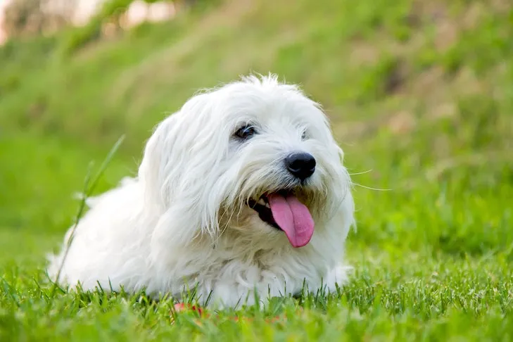 Charming Coton de Tulear lying peacefully in lush green grass.