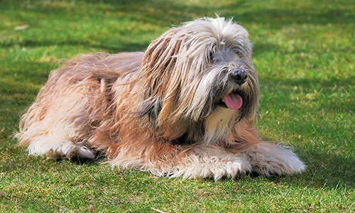 Charming Tibetan Terrier with long flowing hair and alert eyes