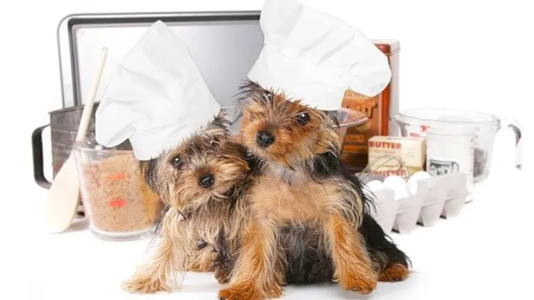 Chef Pups cooking homemade dog food