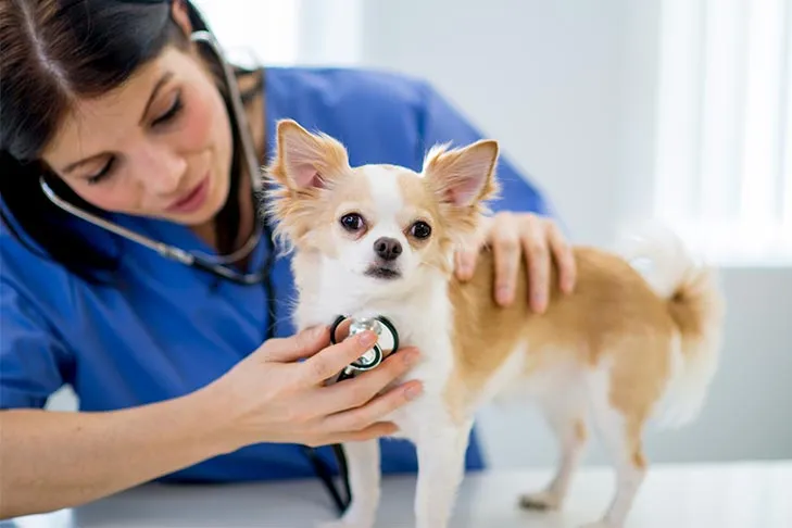 Chihuahua getting a check-up at the vet, emphasizing routine veterinary care for worm prevention