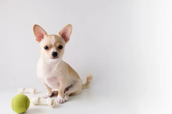 Chihuahua, one of the smallest dog breeds