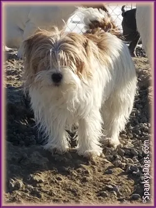 Chloe, a rough coat Jack Russell Terrier puppy with bright eyes