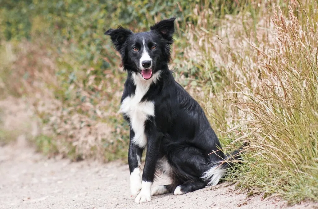 Classic Collie dog with a flowing mane
