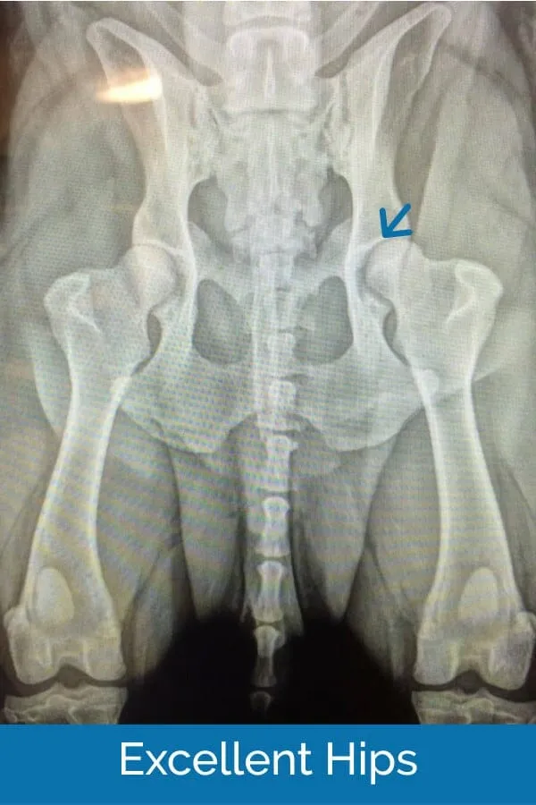 Clear X-ray of canine hips graded as 'excellent' by OFA, illustrating normal joint structure for comparison with bad hips.