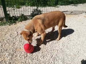 Climber eagerly trying to get treats from the Kong Wobbler, an enriching dog toy