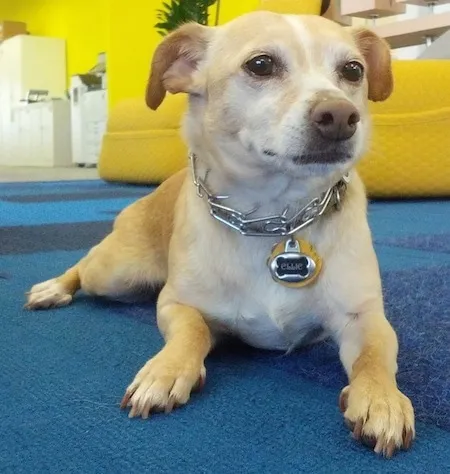 Close Up - A tan with white Jack Chi is wearing a prong collar and a dog tag that says 