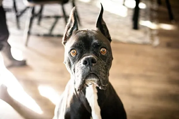 Close-up of a black Boxer dog with a sebaceous cyst on its head, illustrating a common location for dog skin lumps.