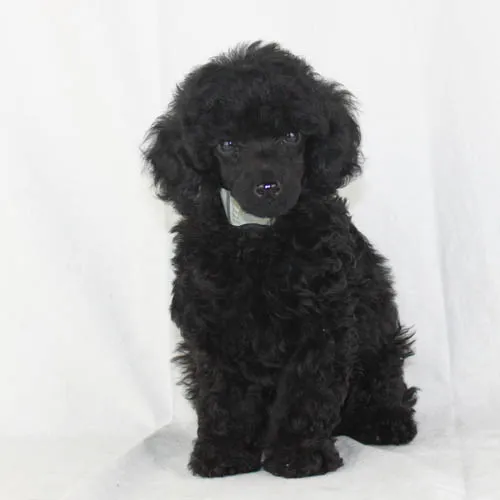 Close-up of a Black Toy Poodle's Face