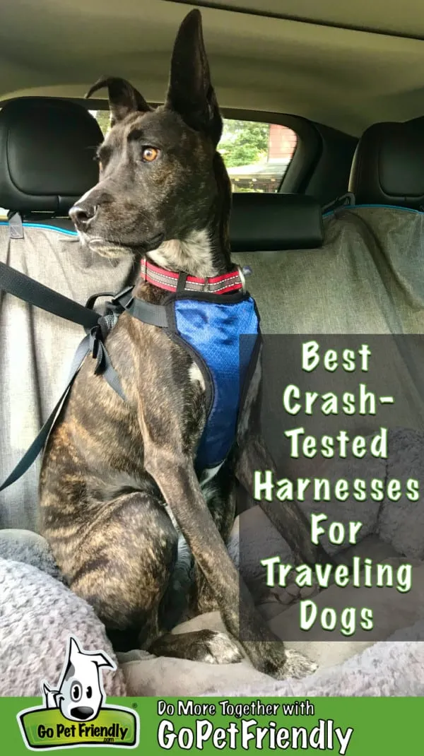 Close-up of a brindle dog wearing a secure front seat belt harness for car travel
