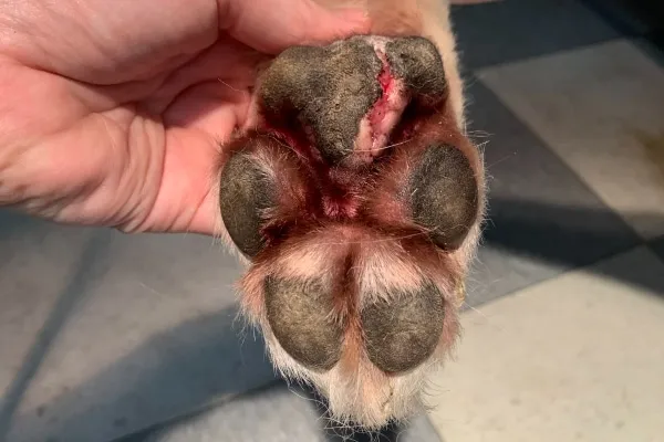 Close up of a dog looking sad