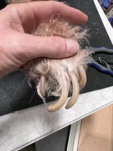 Close-up of a dog's overgrown nail, highlighting the need for regular tractor supply dog nail trimming
