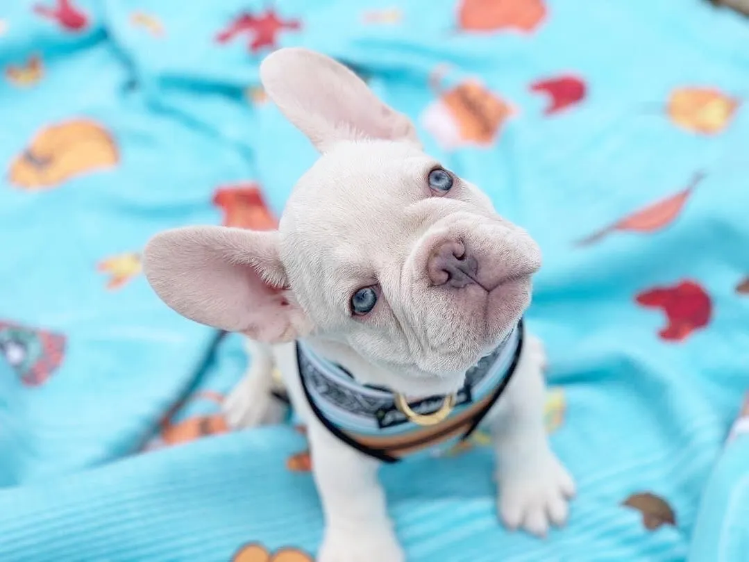 Close-up of a French Bulldog's face, highlighting its brachycephalic features that pose significant health challenges during French Bulldogs reproduction and overall life.