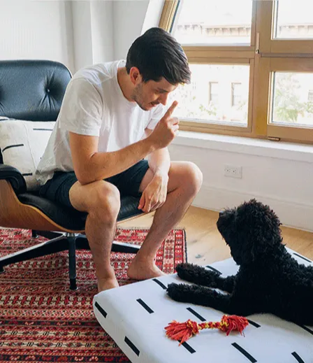 Close-up of a hand offering a treat to a dog, emphasizing positive reinforcement in training