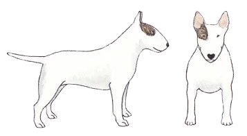 Close-up of a white Bull Terrier's head