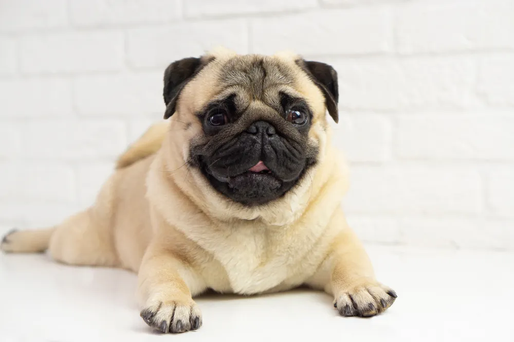 Close-up of an adorable fawn pug puppy, looking curious, symbolizing the focus on optimal nutrition for young pugs.