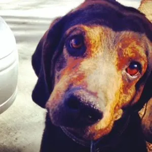 Close-up of an American Leopard Cur dog with a soulful expression, looking at the camera.