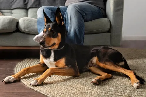 Close-up of an owner and a smiley dog on a couch