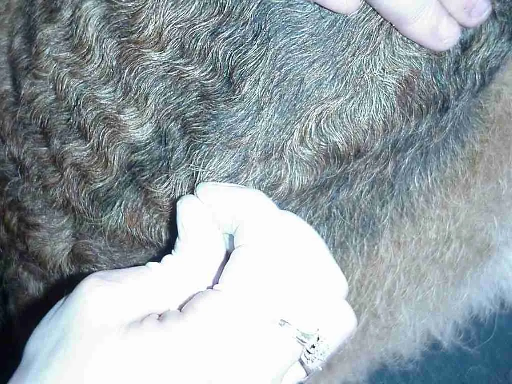 Close-up of plucking technique and hair color difference