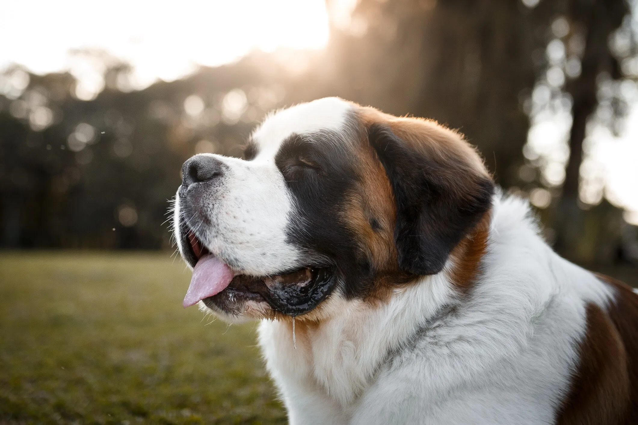 Close-up portrait of a majestic Saint Bernard dog
