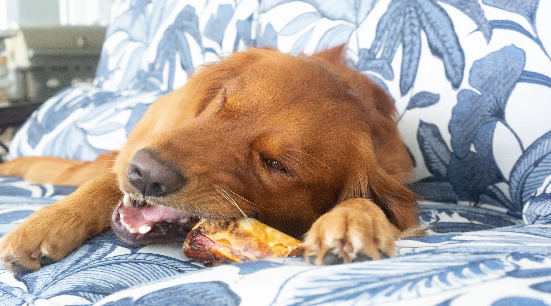 Close-up shot of various real dog bones, ideal for aggressive chewers.