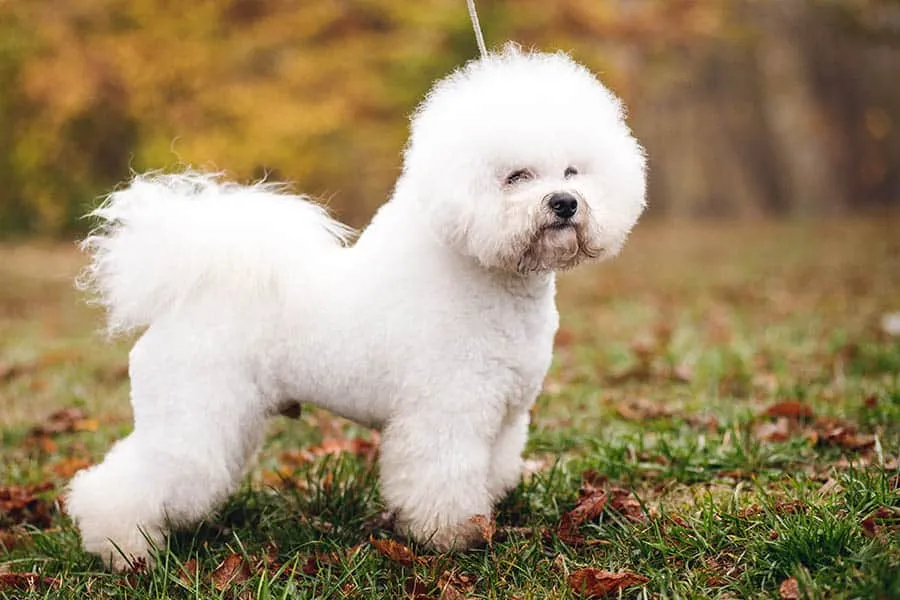 Close up small white puppy Bichon Frize on the green yellow grass.