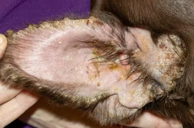 Close-up view of a dog's ear canal showing severe redness, swelling, and pus, indicative of a severe bacterial and yeast ear infection.