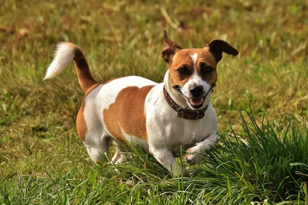Cocker Spaniel, one of the best hunting dog breeds, retrieves a bird.