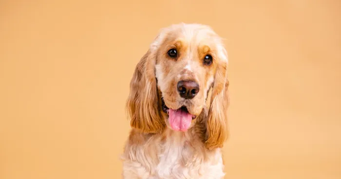 Cocker Spaniel