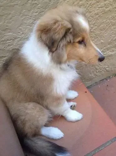 Coco, a blue merle Sheltie puppy, possesses the power of magic. Be warned!