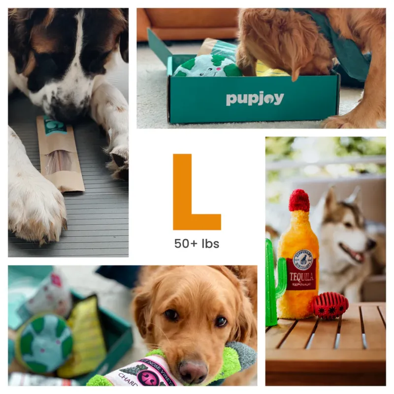 Collage of dogs, including a playful Rhodesian Ridgeback, exploring toys from a