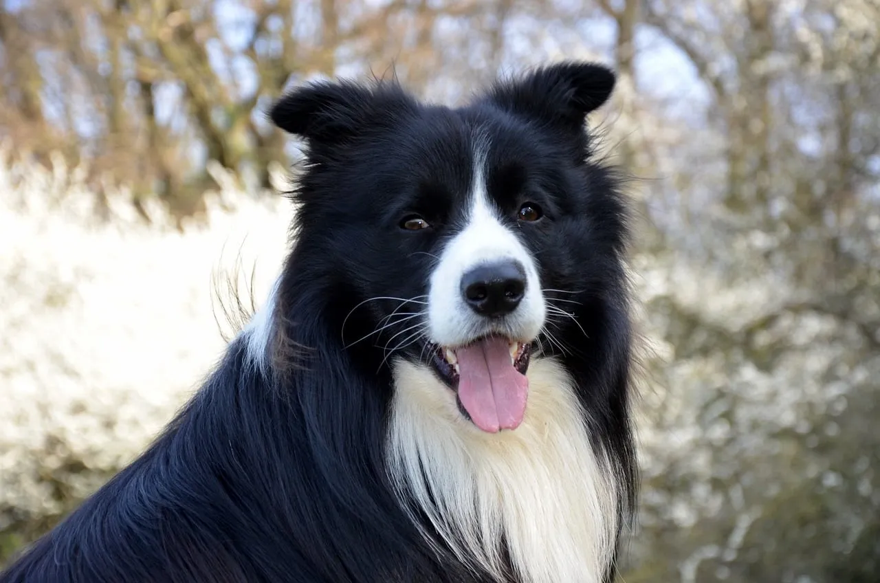 Collie dog looking gentle and observant