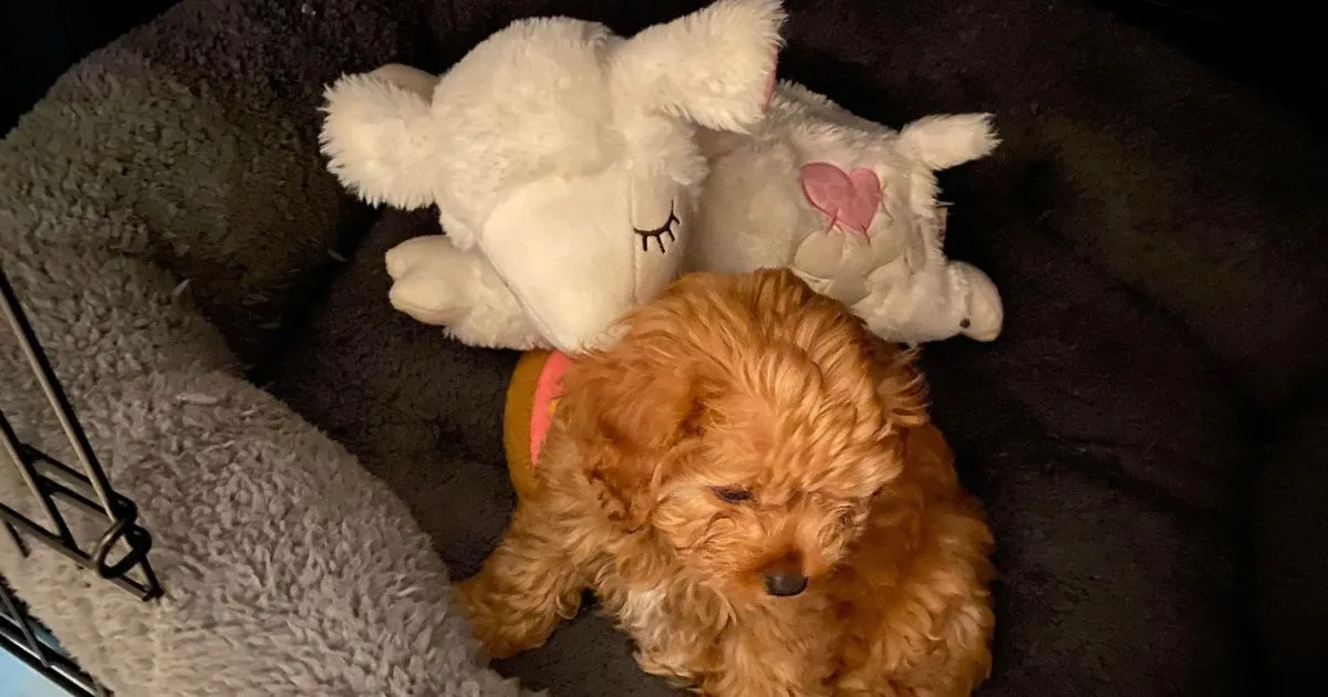 Comforting heart beat toy for puppy