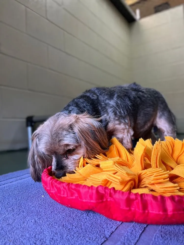 Concerned Yorkie looking at a plate of fatty human food, symbolizing unsafe foods