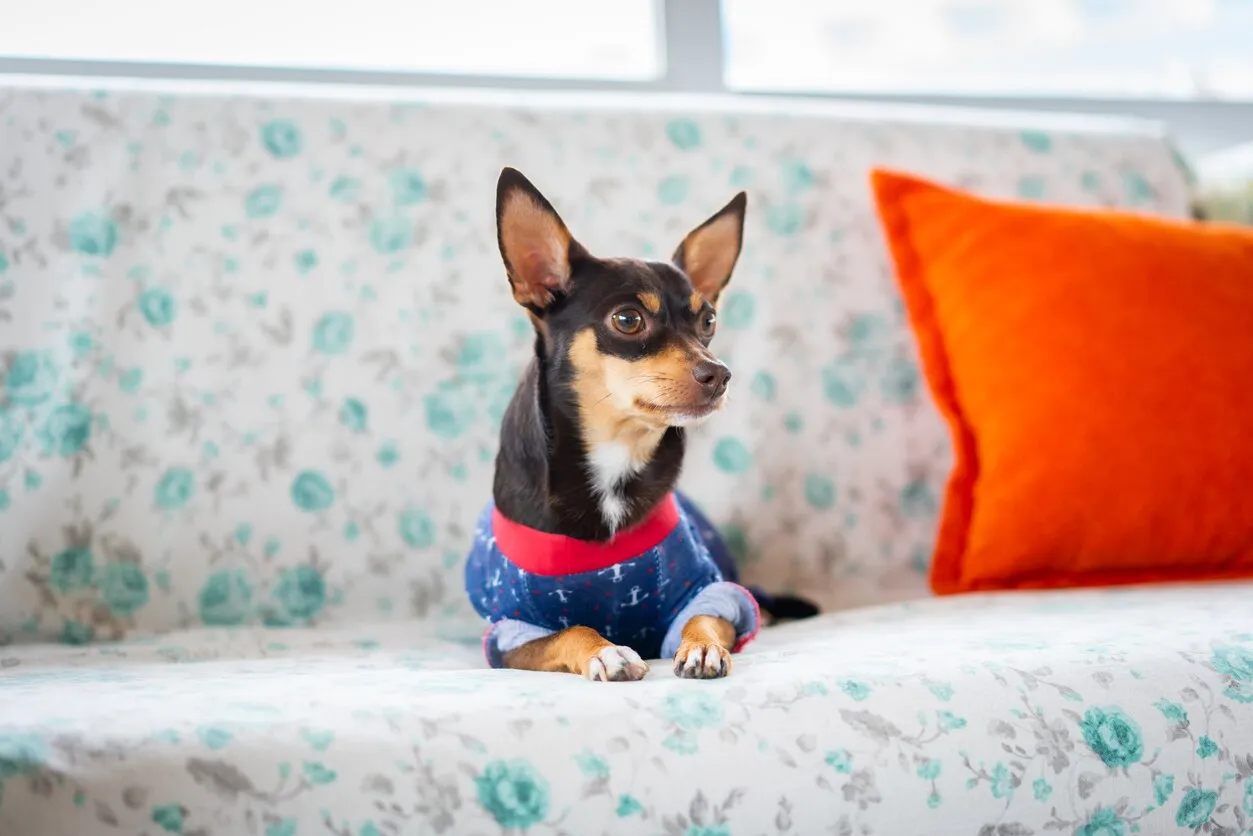 Confident black and brown Miniature Pinscher wearing a denim jacket