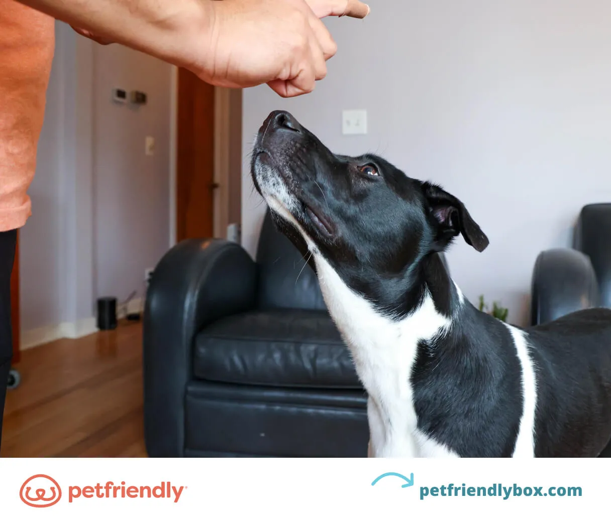 Confident dog holding a 'stay' command, illustrating impulse control training