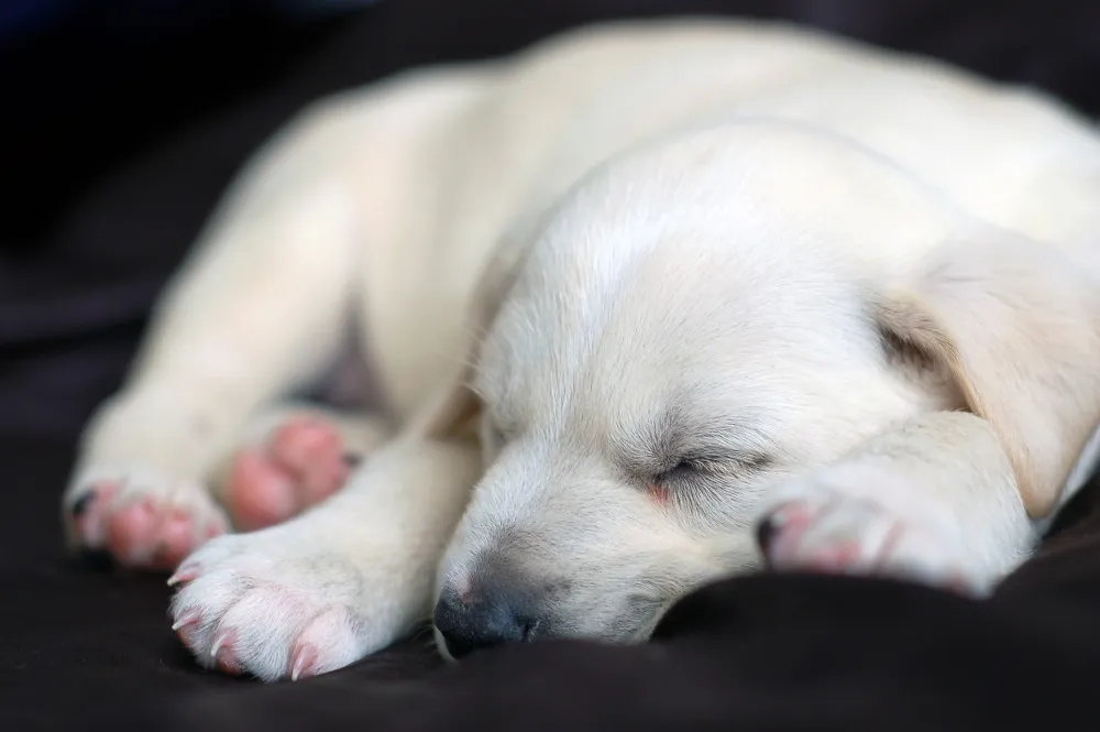 Content yellow Labrador puppy sleeping soundly after a meal, reflecting good puppy nutrition